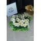 Papatya Çiçek Taş Gold Gölgeli Saksı Yeşilliklerle Çevrili