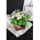 Papatya Çiçek Taş Rose Gölgeli Saksı Yeşilliklerle Çevrili