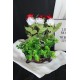 Saksı Özel Model Rose Gölgeli Güller 6 Adet Kırmızı & Beyaz Yapay Yeşilliklerle Çevrili