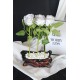 Saksı Rose Gölgeli Saksı Özel Model Beyaz Güller 6 Adet Yapay