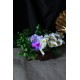 Papatya Çiçek Taş Rose Gölgeli Saksı Yeşilliklerle Sarılı & Biblo Sevgili Ayıcık