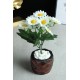 Papatya Çiçek Taş Rose Gölgeli Saksı