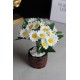 Papatya Çiçek 25 Başlıklı Taş Rose Gölgeli Saksı