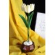 Lale 3 lü Çiçek Taş Rose Gölgeli Saksı
